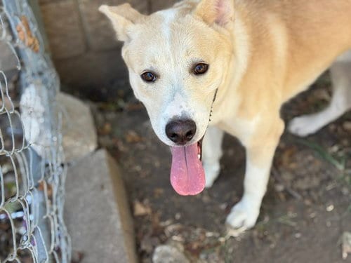 Photo of Footloose, adoptable German Shepherd Dog in Tulsa, Oklahoma