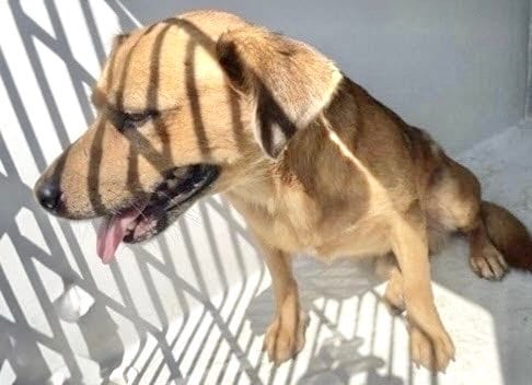 Photo of A662385, adoptable Chihuahua in Houston, Texas