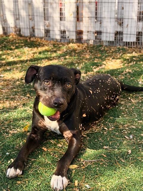 Photo of Kira, adoptable Pit Bull Terrier in Fremont, California