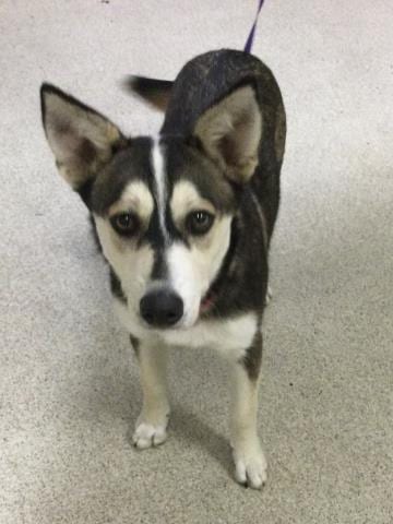 Photo of Tawny, adoptable Siberian Husky in Riverside, California