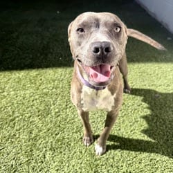 Photo of Frannie 1887, adoptable Terrier (Unknown Type, Medium) Mixed Breed (Medium) in Loxahatchee, Florida
