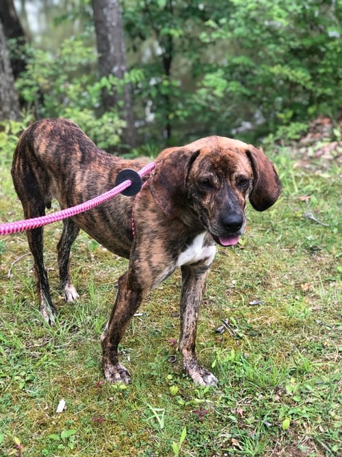 Photo of Buddy Brown, adoptable Hound in Elkins, West Virginia