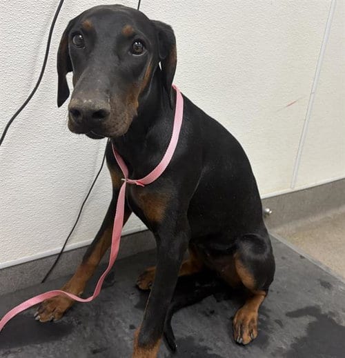 Photo of Zerra, adoptable Doberman Pinscher in HESPERIA, California