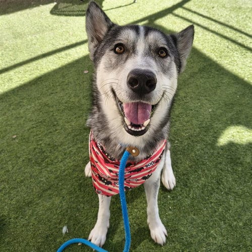 Photo of Soy Sauce, adoptable Siberian Husky in Phoenix, Arizona
