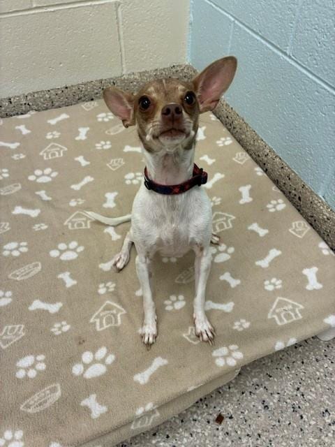 Photo of Irene, adoptable Chihuahua in Brighton, Colorado
