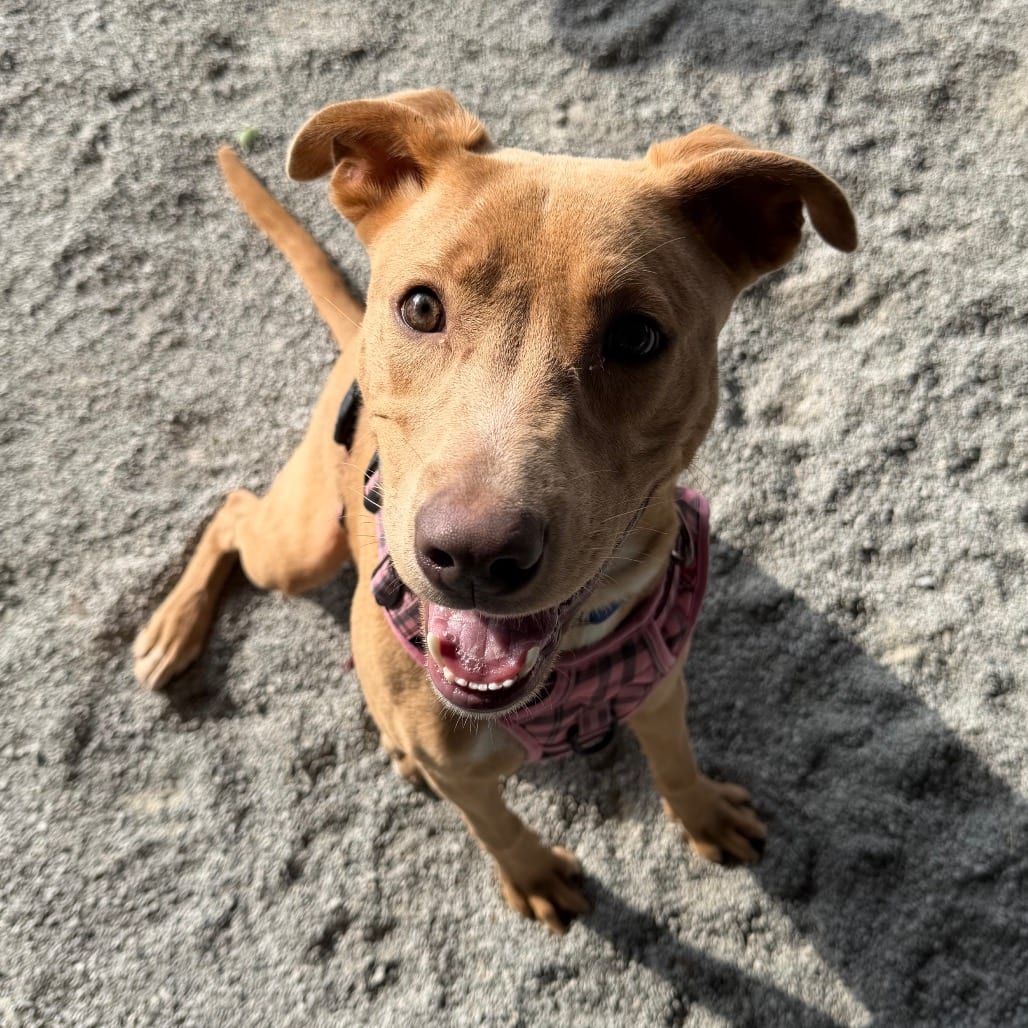 Photo of Nala, adoptable Retriever, Labrador / Mixed Breed (Large) in Staunton, Virginia