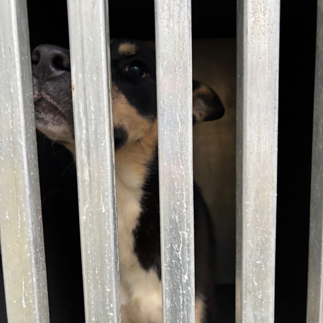 Photo of Nemo, adoptable Husky / Mixed Breed (Medium) in Greensboro, North Carolina