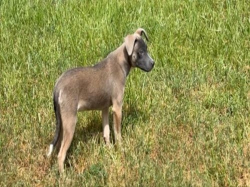 Photo of Shoe Lace, adoptable Staffordshire Bull Terrier in Houston, Texas