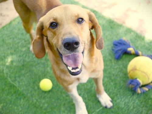Photo of Benjamin, adoptable Labrador Retriever in Tallahassee, Florida