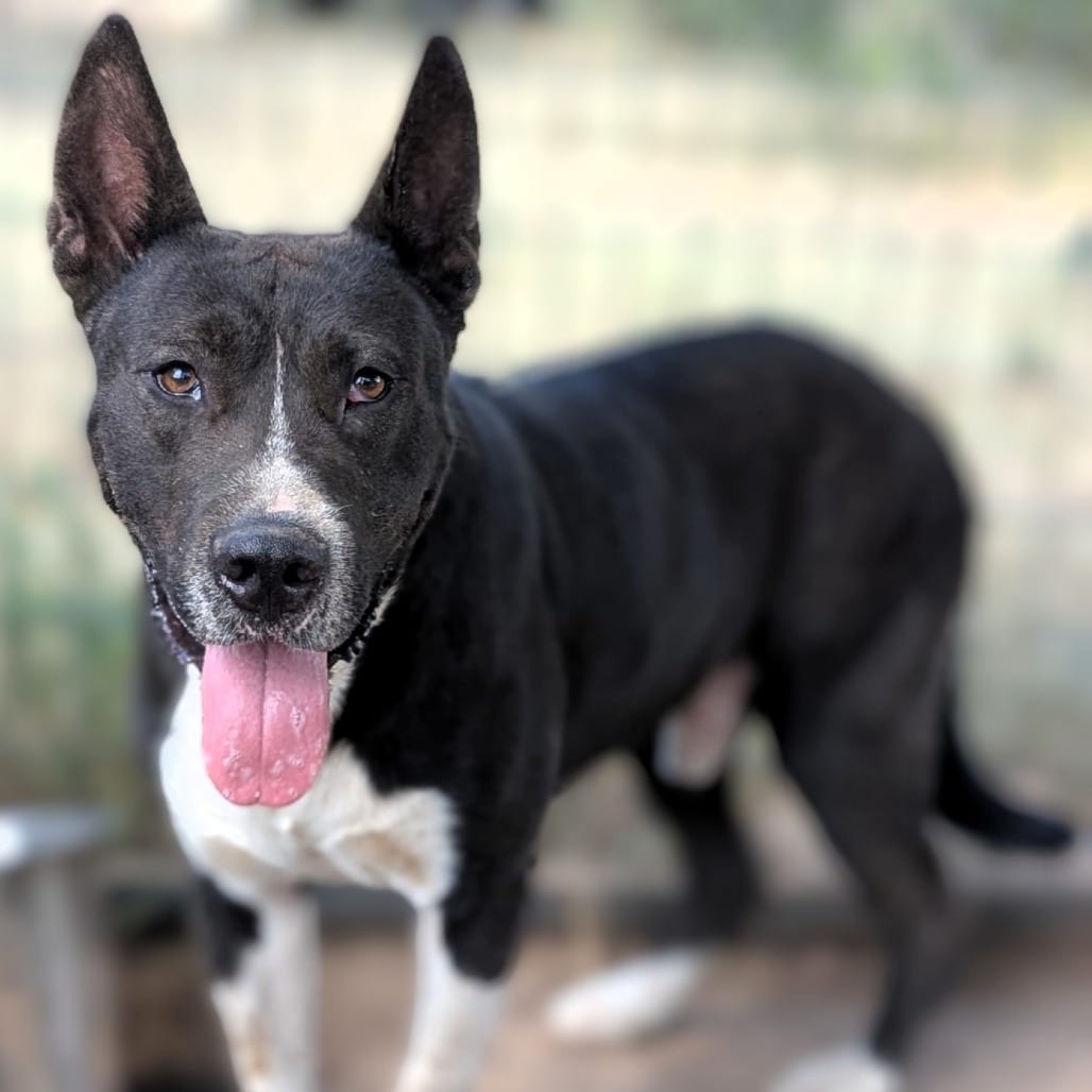Photo of Doug, adoptable Cattle Dog / Mixed Breed (Large) in Houston, Texas