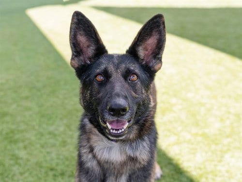 Photo of Rocky Road, adoptable German Shepherd Dog in Martinez, California