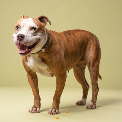 Photo of Twix, adoptable dog in Atlanta, Georgia