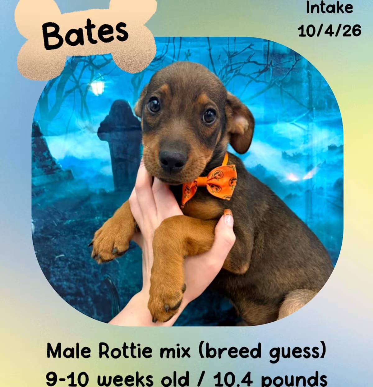 Photo of Bates, adoptable Rottweiler in Manchester, Connecticut