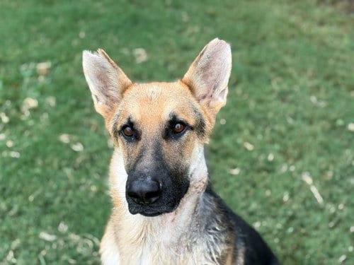 Photo of Winston, adoptable German Shepherd Dog in Tulsa, Oklahoma