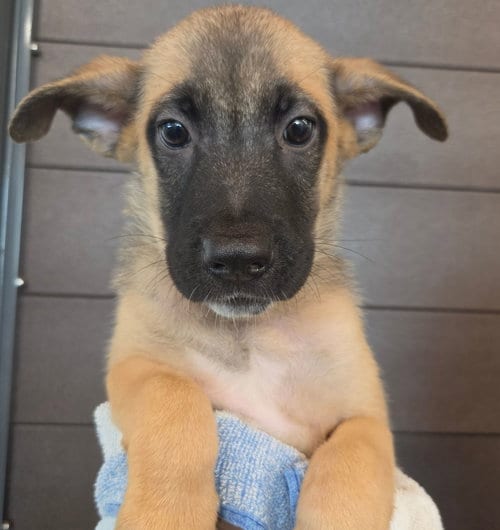 Photo of Tessa, adoptable Unknown breed in Rancho Santa Fe, California