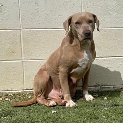 Photo of Taffy 4154, adoptable Mixed Breed (Medium) Mixed Breed (Medium) in Loxahatchee, Florida