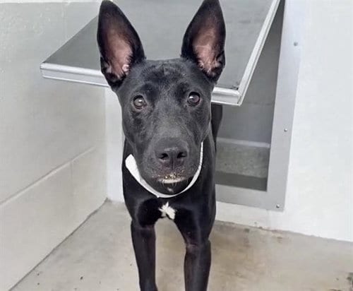 Photo of A662032, adoptable Australian Kelpie in Houston, Texas