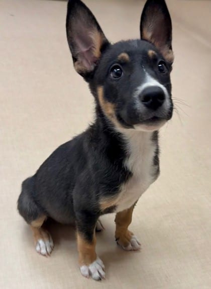 Photo of Grizzly, adoptable Shepherd/Mix in Bakersfield, California