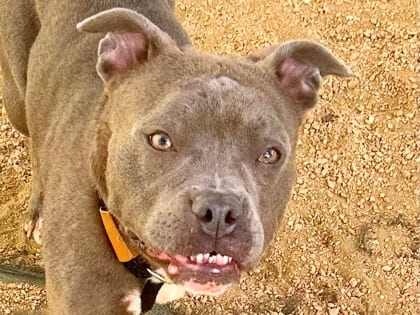 Photo of Alma, adoptable dog in Georgetown, Texas