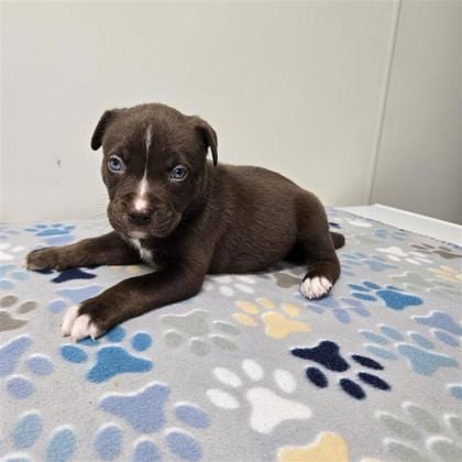 Photo of Mouse, adoptable Husky in Plano, Texas