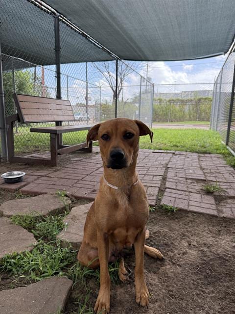 Photo of Juicy, adoptable Black Mouth Cur in Houston, Texas