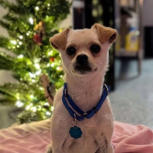 Photo of Layla, adoptable Chihuahua in Columbia, Tennessee