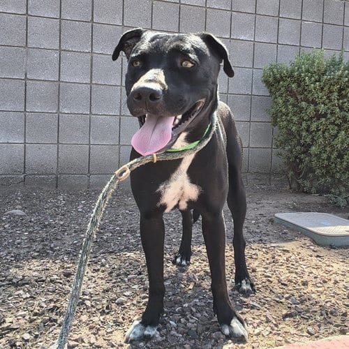 Photo of Moonpie, adoptable Labrador Retriever in Phoenix, Arizona