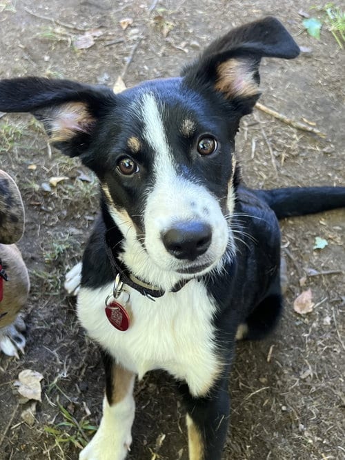 Photo of Glory Freedom, adoptable Shepherd in Wakefield, Rhode Island
