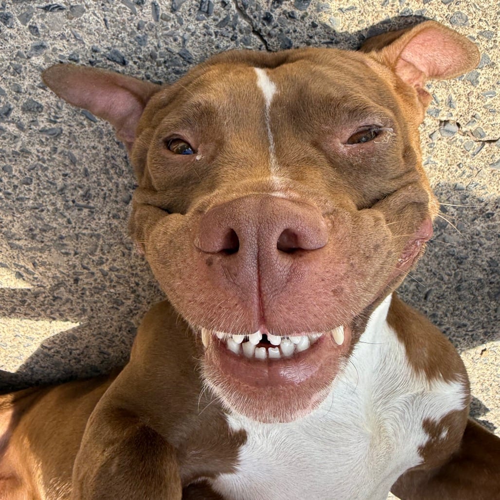 Photo of Josie-67, adoptable Terrier, American Pit Bull in Canastota, New York