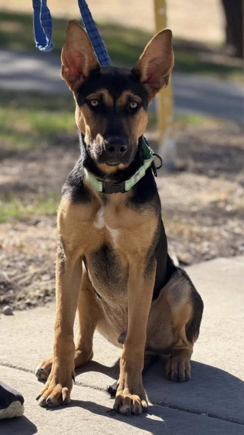 Photo of Owen, adoptable German Shepherd Dog in Lompoc, California