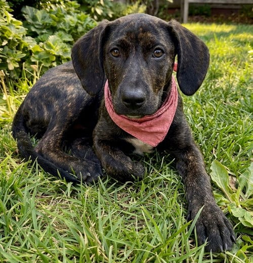 Photo of Ali, adoptable Labrador Retriever in Grovertown, Indiana