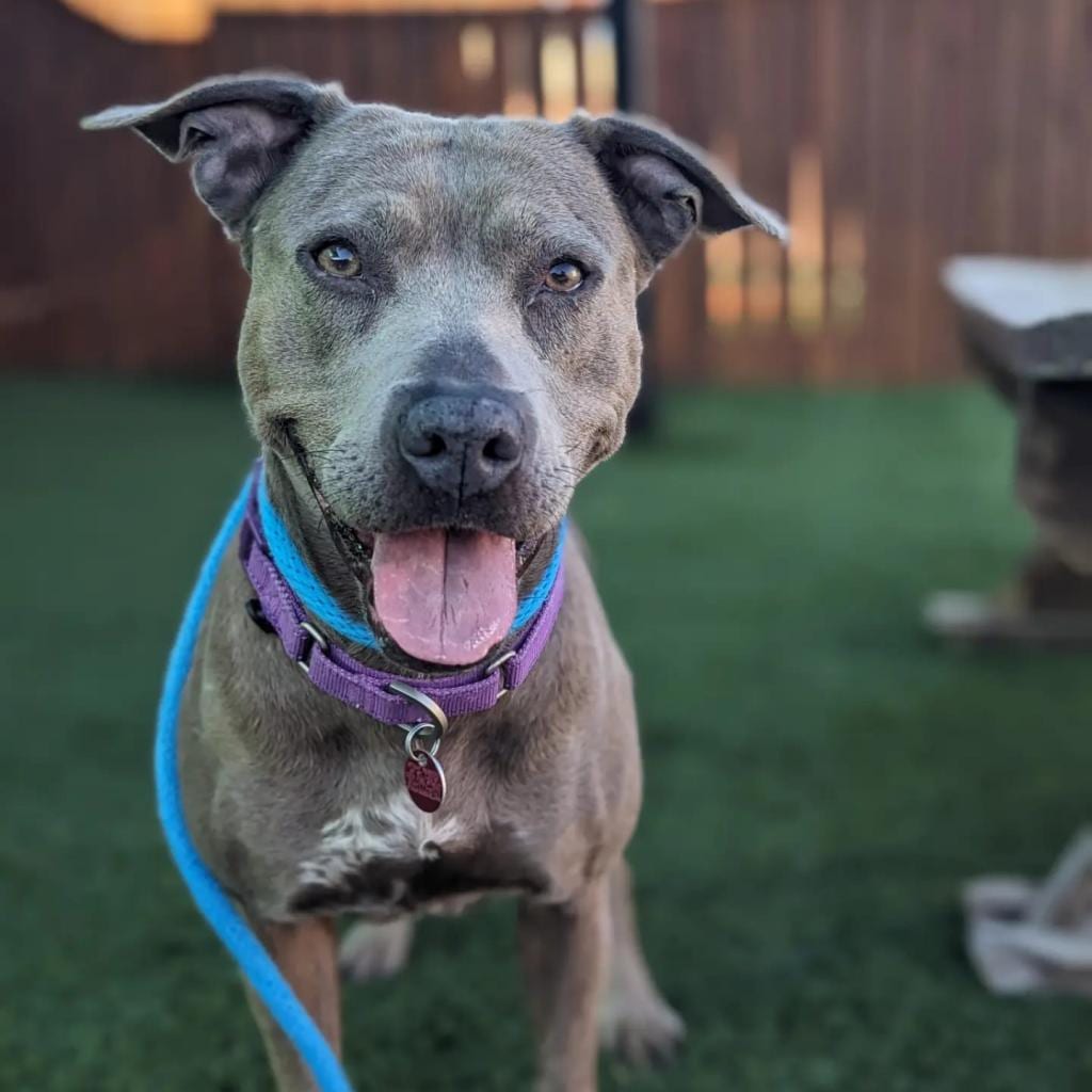 Photo of Ozark, adoptable Mixed Breed (Medium) in St. Louis, Missouri