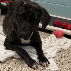 Photo of Nala 3749, adoptable Mixed Breed (Medium) in Loxahatchee, Florida
