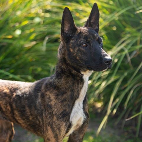 Photo of Diva, adoptable Dutch Shepherd in Camarillo, California