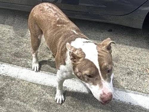 Photo of A661656, adoptable Pit Bull Terrier in Houston, Texas