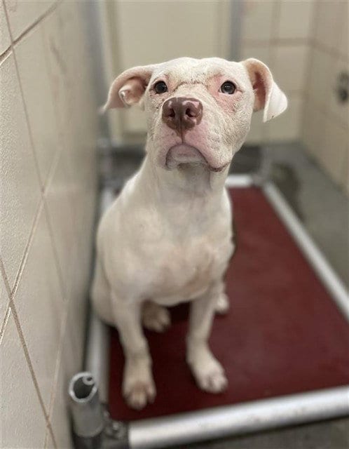 Photo of Saturn, adoptable American Pit Bull Terrier in Corpus Christi, Texas