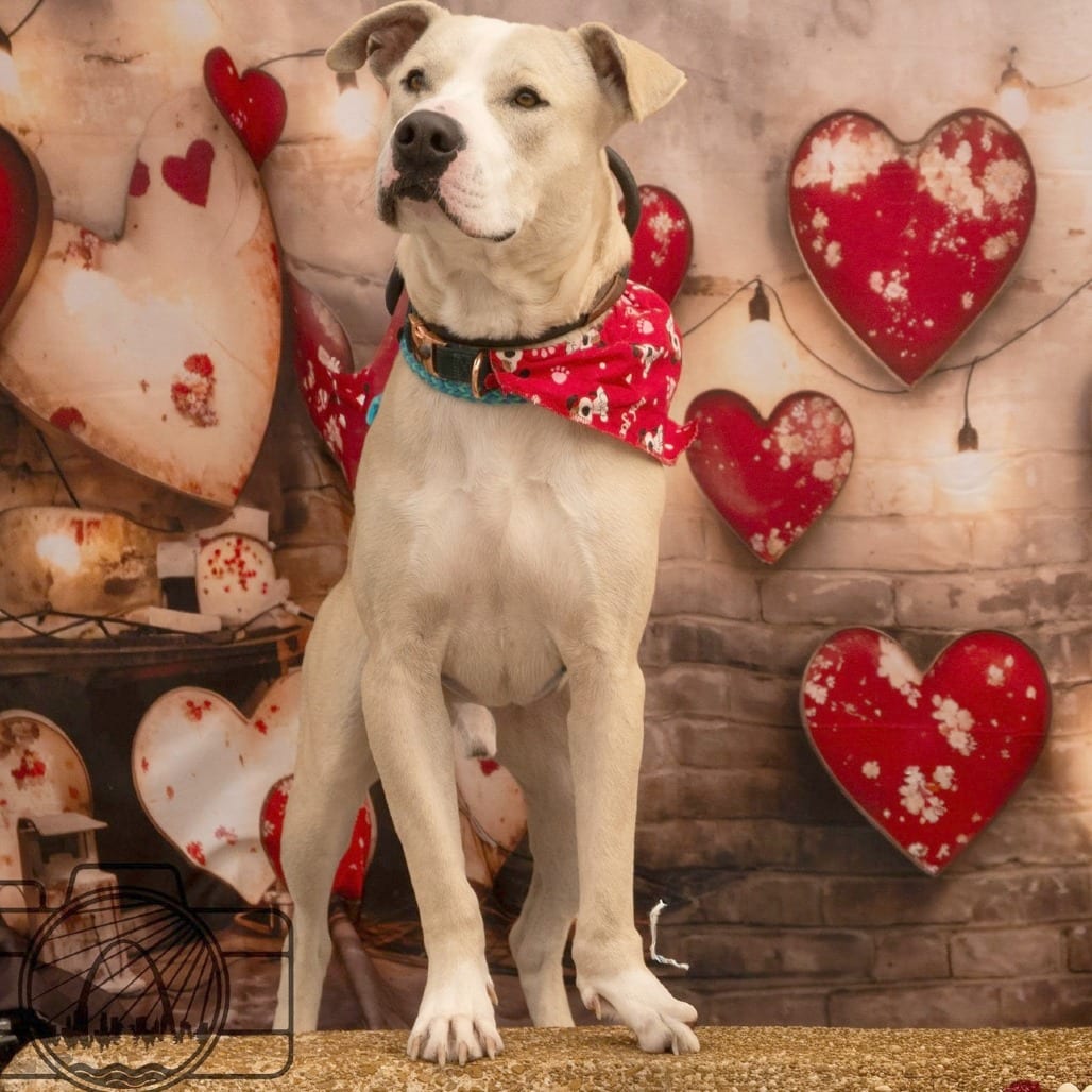 Photo of Tonks, adoptable Mixed Breed (Large) in St. Louis, Missouri