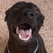 Photo of Gelato, adoptable Retriever, Labrador / Mix in Houston, Texas