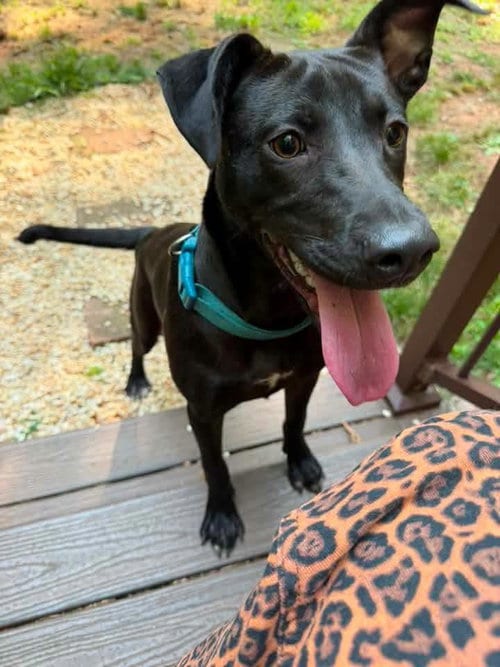 Photo of Winnie, adoptable Labrador Retriever in Shillington, Pennsylvania
