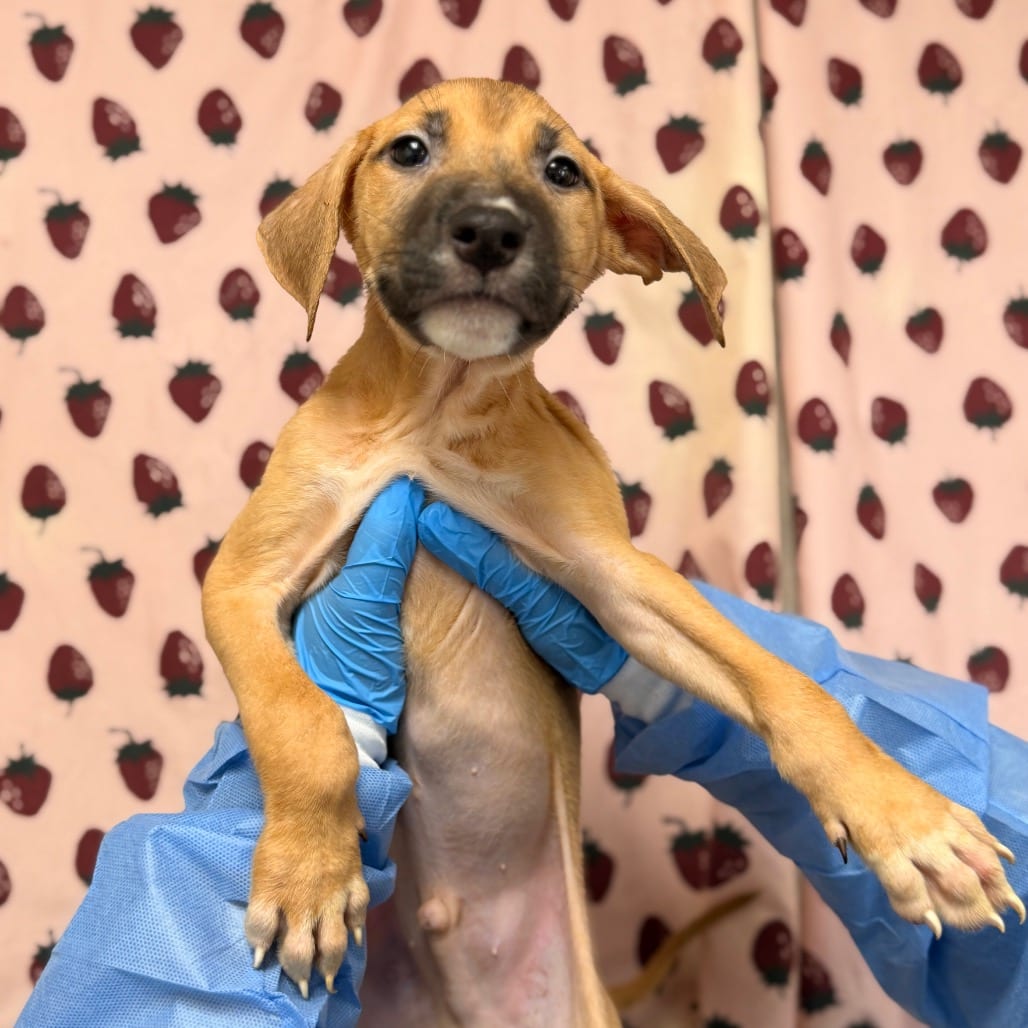Photo of Astro, adoptable Terrier / Mix in San Antonio, Texas