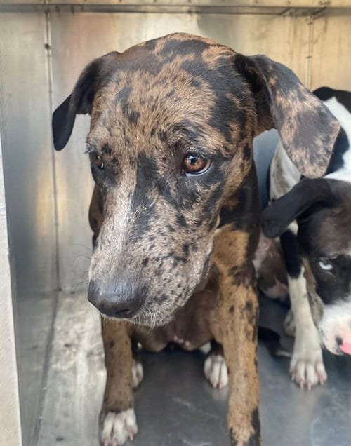 Photo of Moony, adoptable Catahoula Leopard Dog in Garland, Texas