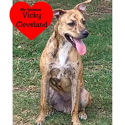 Photo of Beanie, adoptable Hound in San Leon, Texas