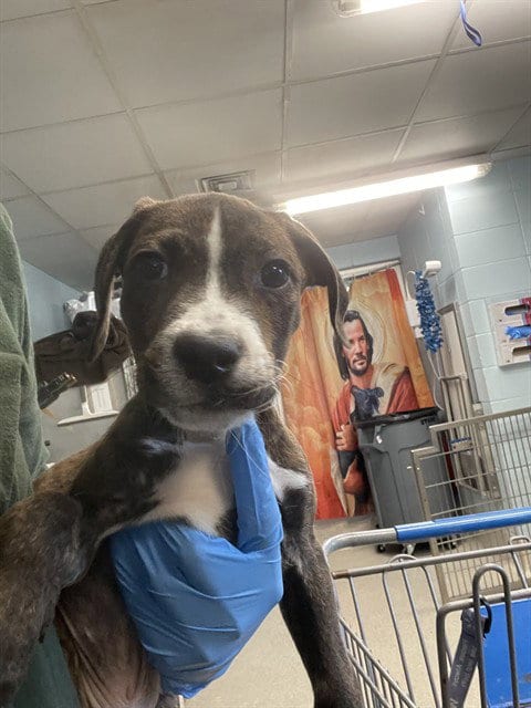 Photo of Pepsi, adoptable American Pit Bull Terrier in Tallahassee, Florida