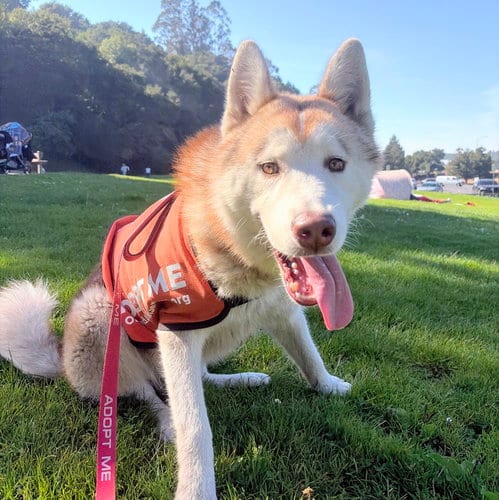 Photo of Gio, adoptable Siberian Husky in Oakland, California