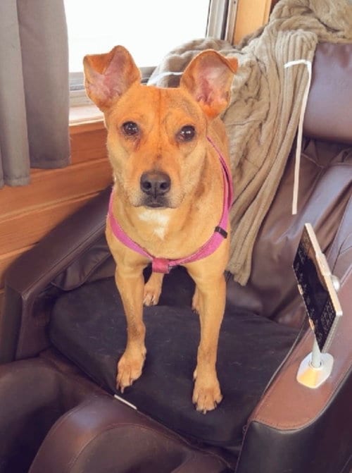 Photo of Lillian, adoptable Terrier in St. Louis Park, Minnesota