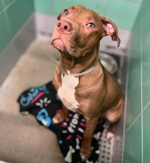 Photo of Earmuff, adoptable Staffordshire Bull Terrier in Houston, Texas