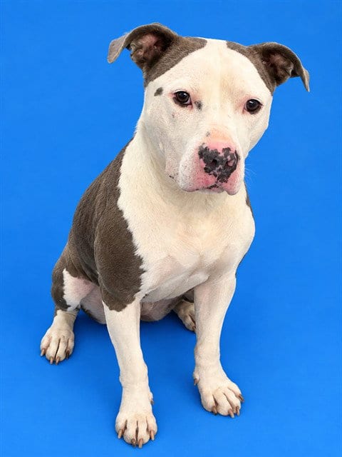 Photo of Stella, adoptable Pit Bull Terrier in Westminster, Maryland