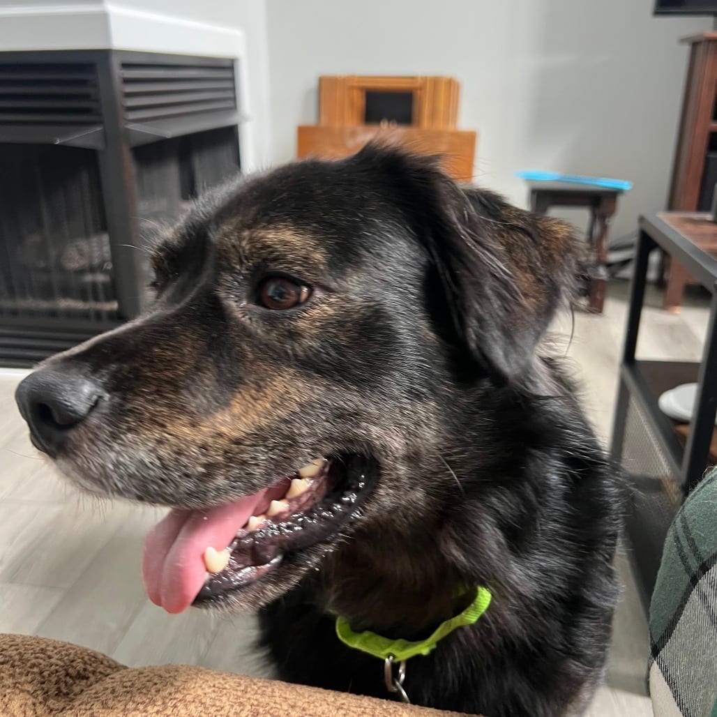 Photo of Lou, adoptable Shepherd, German in Raleigh area, North Carolina