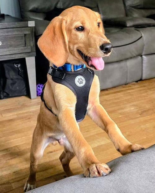 Photo of Andy, adoptable Labrador Retriever in Willingboro, New Jersey