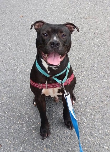 Photo of Courage, adoptable Terrier, Pit Bull/Mix in Annapolis, Maryland